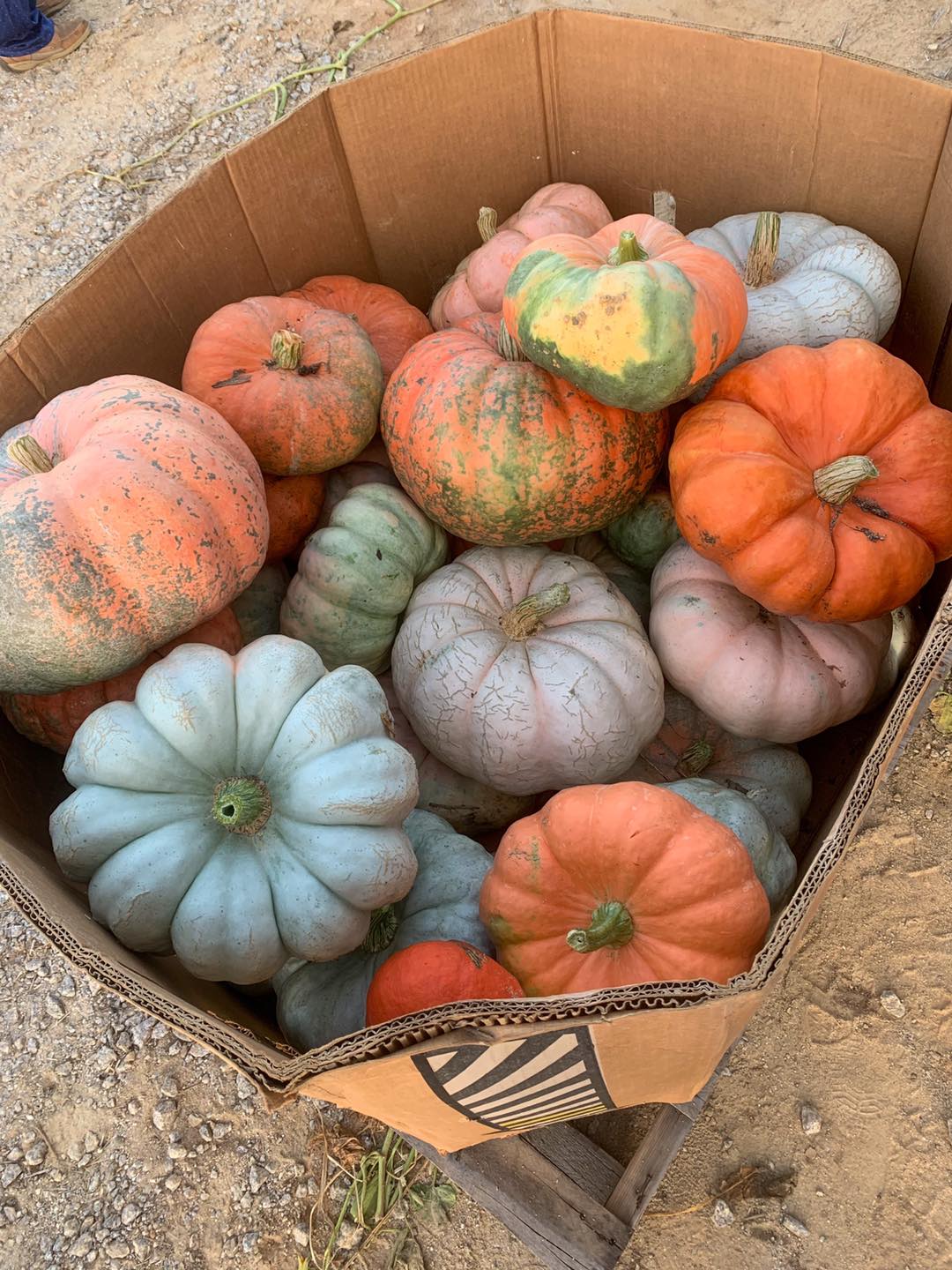 Exotic pumpkins