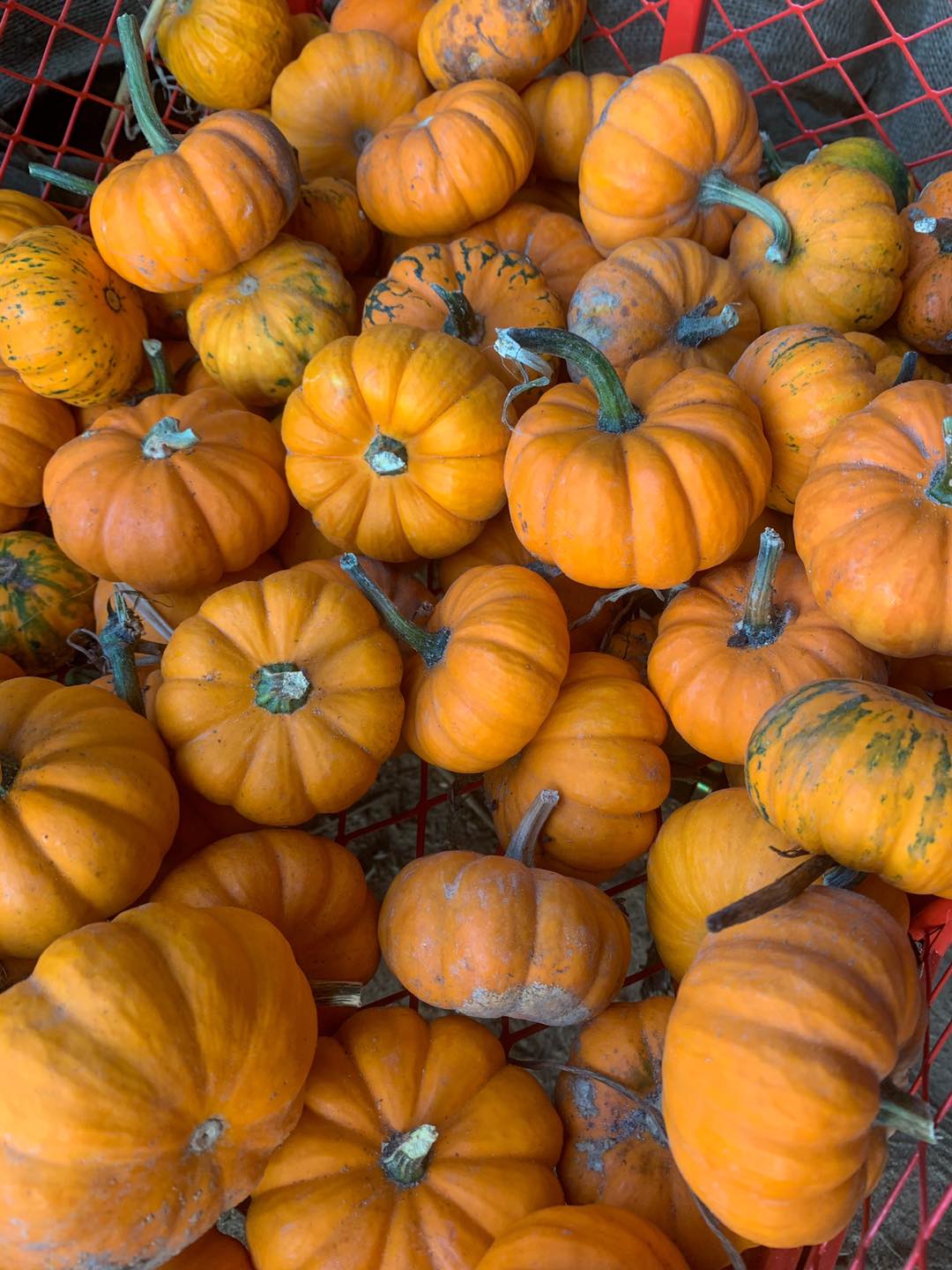 Bunn Family Farms