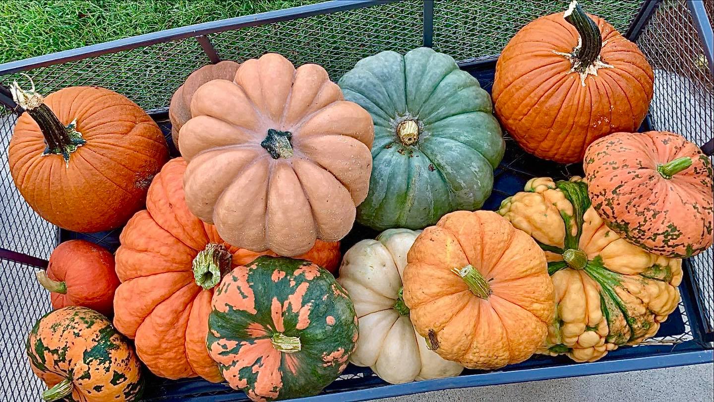 Bunn Family Farms field