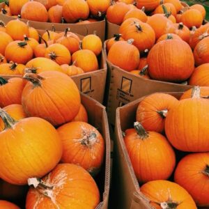 Family enjoying pumpkin patch as part of fall activities in North Carolina