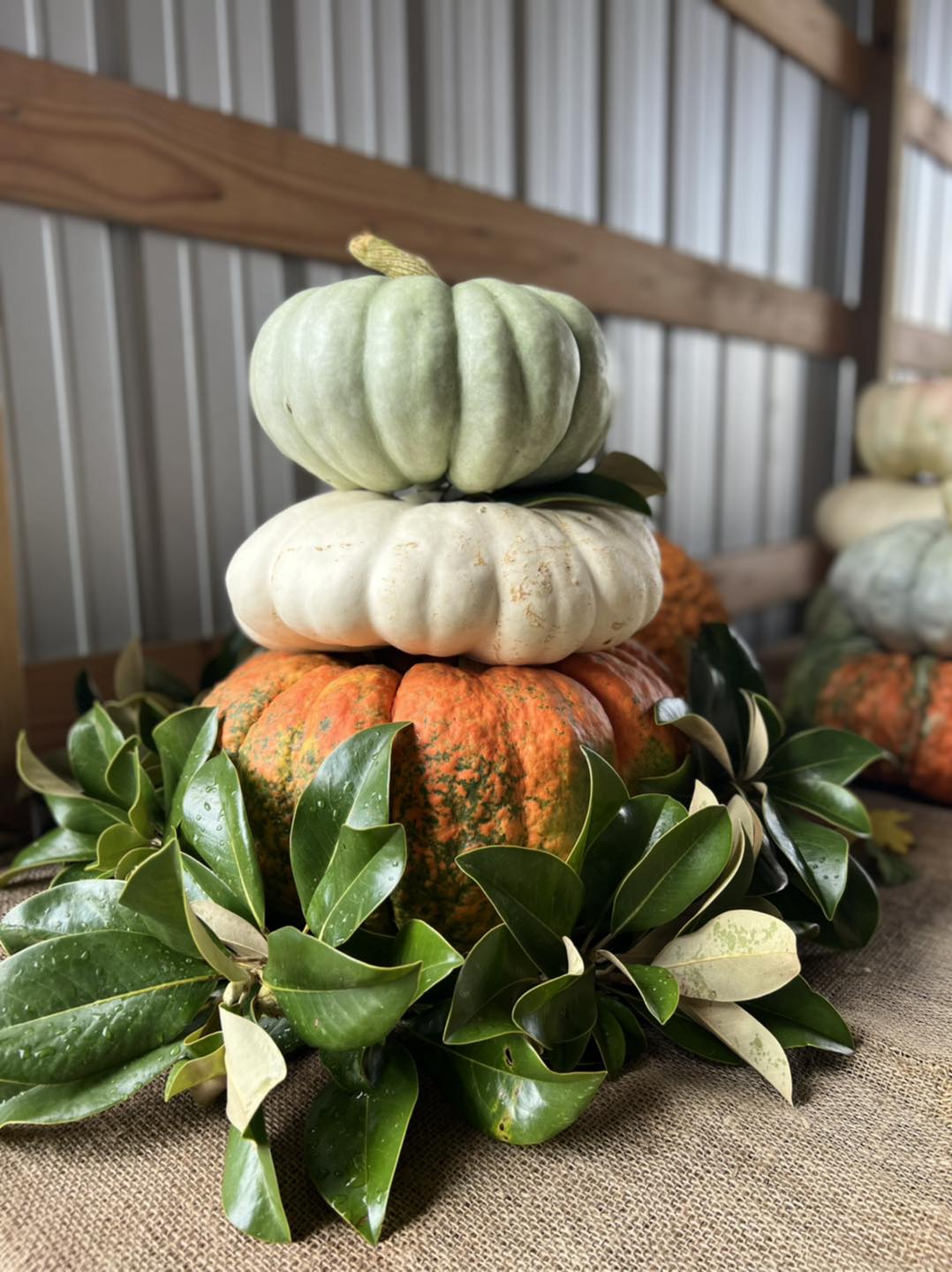 Festive pumpkin display for Thanksgiving celebrations