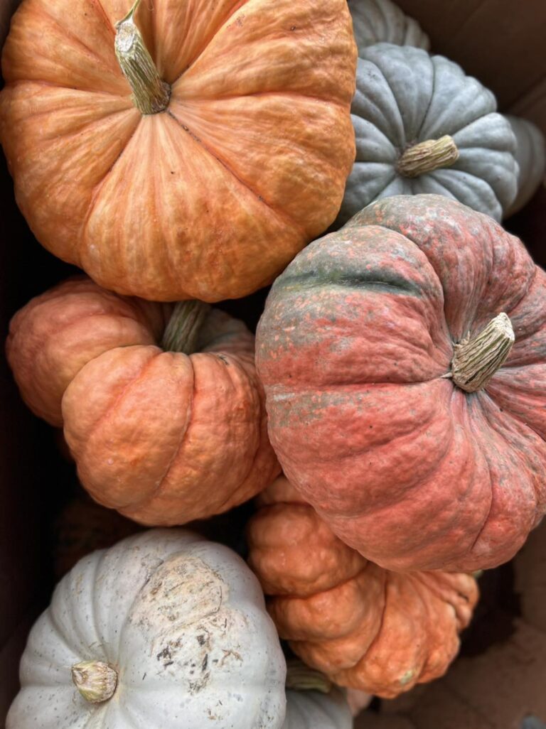 Autumn pumpkin display with assorted pumpkin varieties