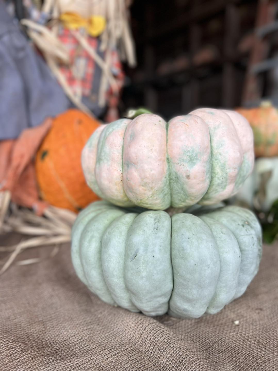 Cinderella pumpkin fall decor