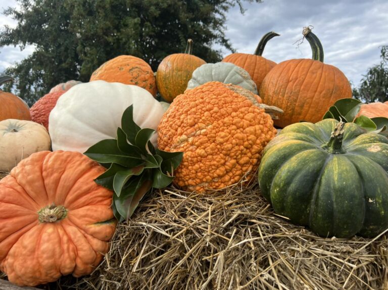 Colorful pumpkin arrangement for fall-themed decor