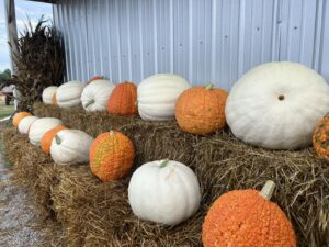 Classic orange pumpkin harvested at Bunn Family Farms, perfect for Halloween