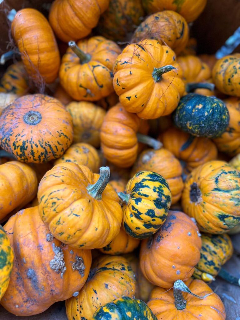 Mini pumpkins, great for table centerpieces and fall crafts