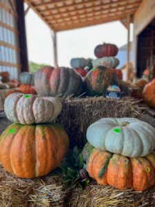 Decorative pumpkins for Thanksgiving table setting