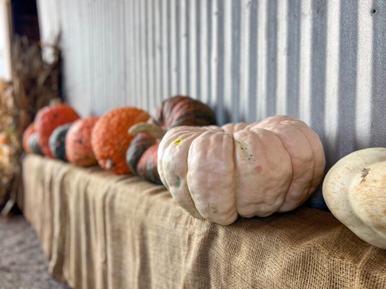 Ribbed Cinderella pumpkin ideal for fall decorating