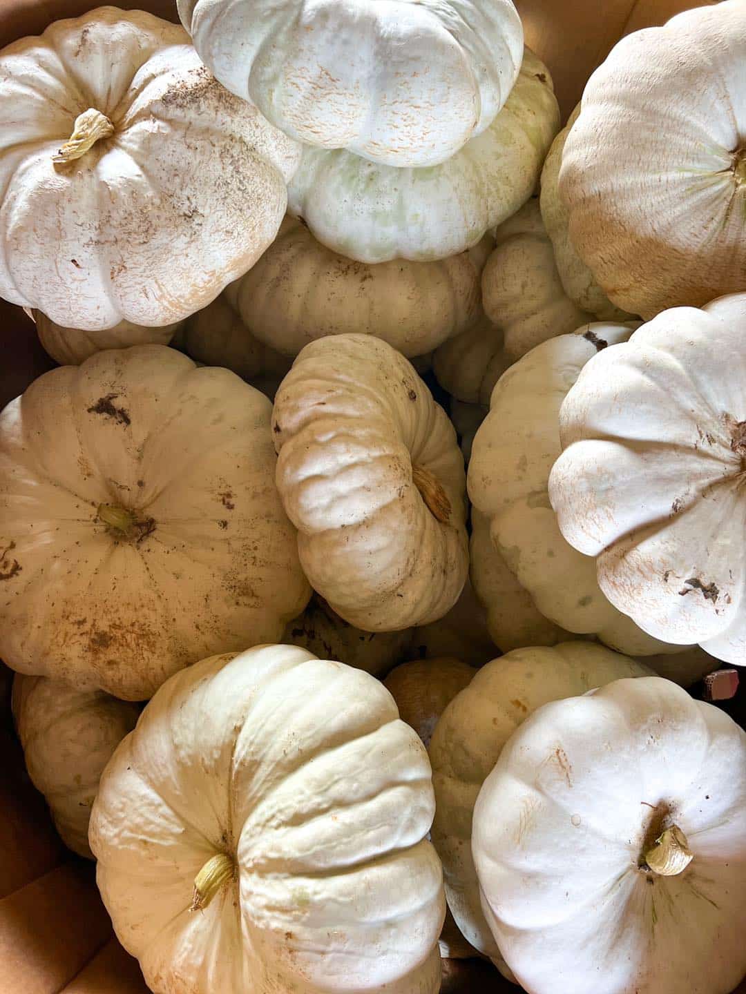 White ghost pumpkin halloween decoration