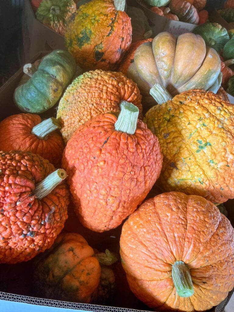 Knucklehead pumpkin with textured skin at Bunn Family Farms in Spring Hope, NC