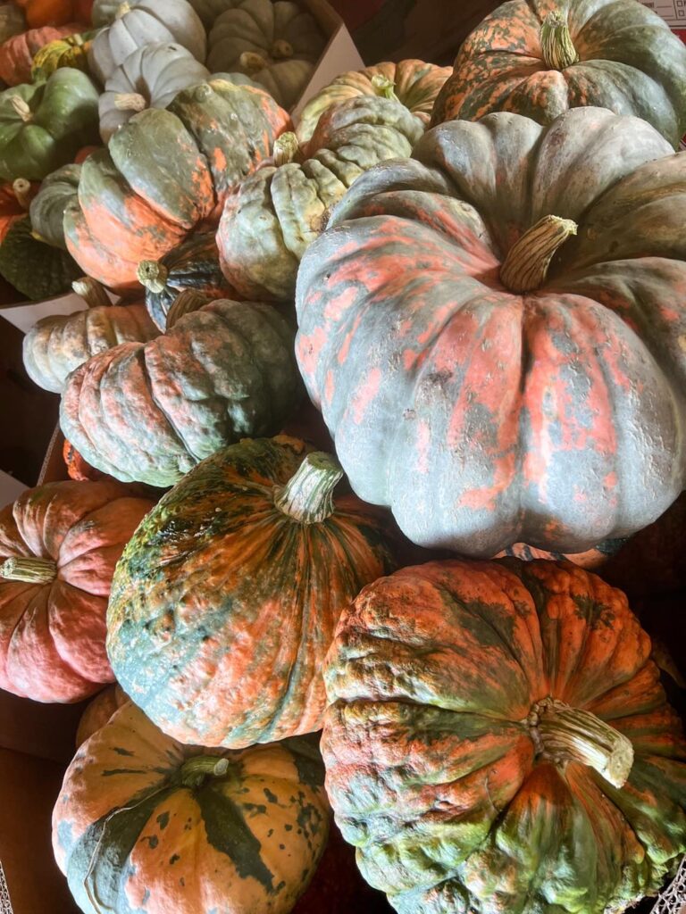 Assorted exotic pumpkins including white and blue varieties at Bunn Family Farms