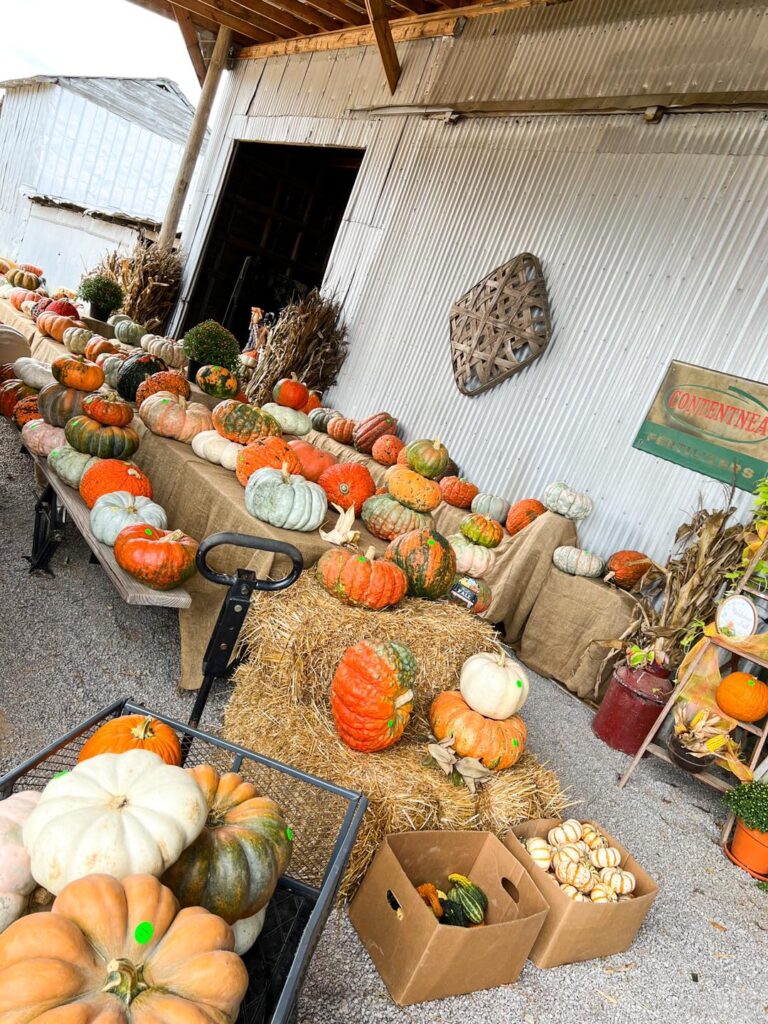 Assorted exotic pumpkins including white and blue varieties at Bunn Family Farms