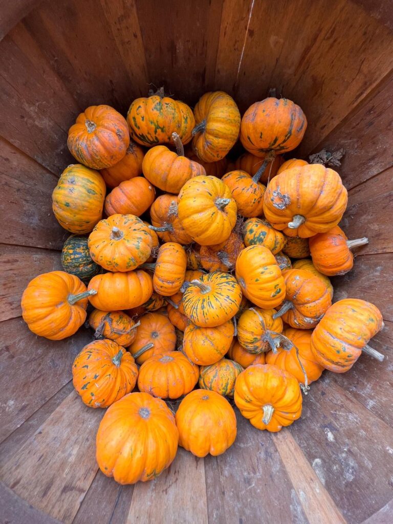 Thanksgiving-themed decor with fall pumpkins and wheat straw from Bunn Family Farms