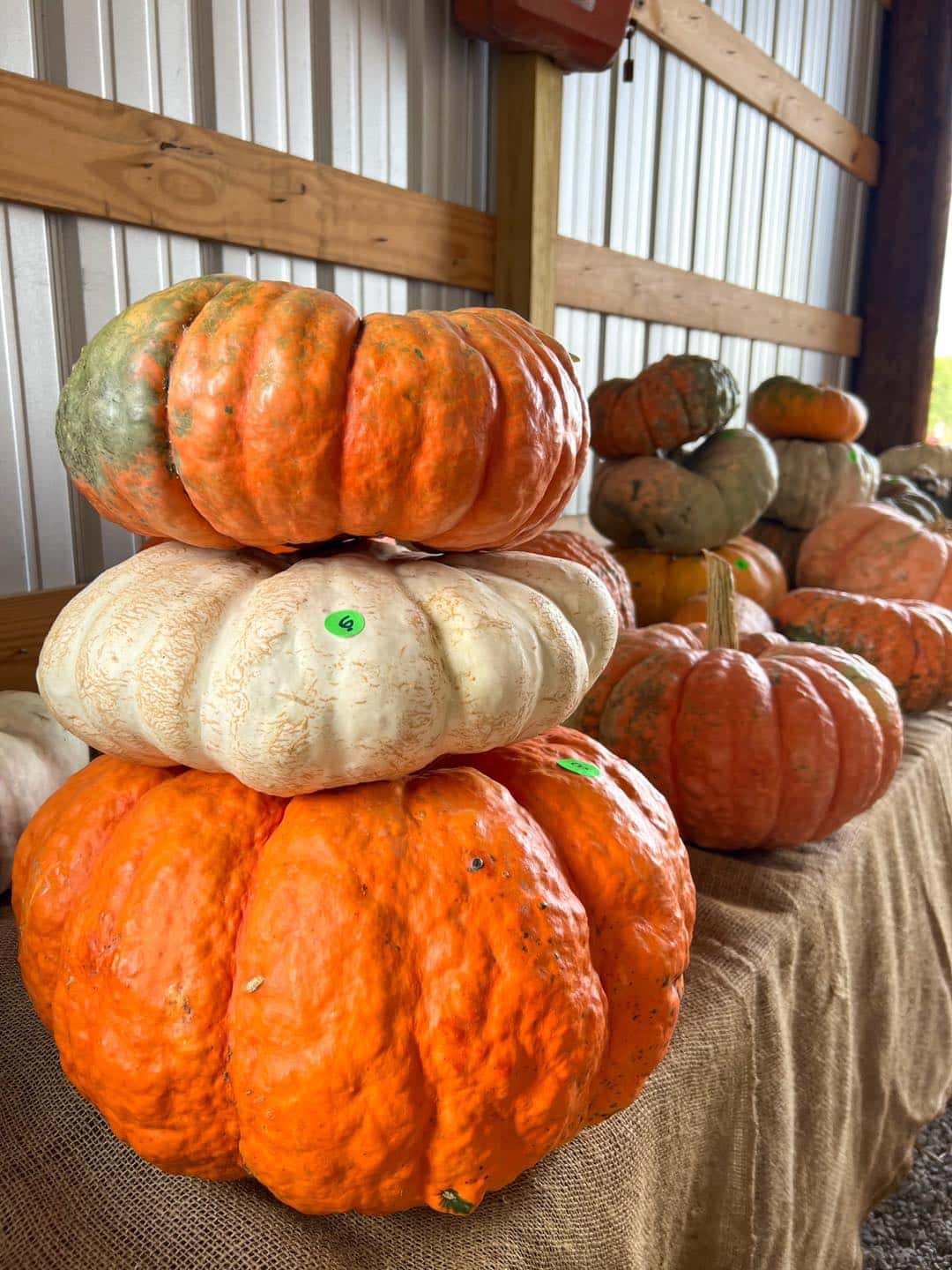 Pumpkin patch in Spring Hope, NC at Bunn Family Farms