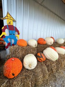 Assorted exotic pumpkins including white and blue varieties at Bunn Family Farms