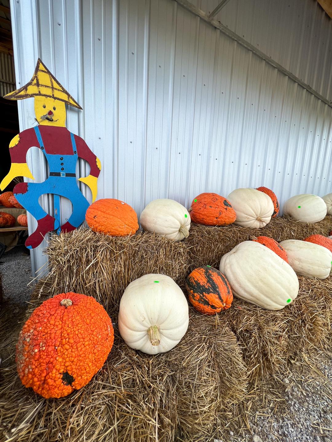 Exotic pumpkin varieties at Bunn Family Farms