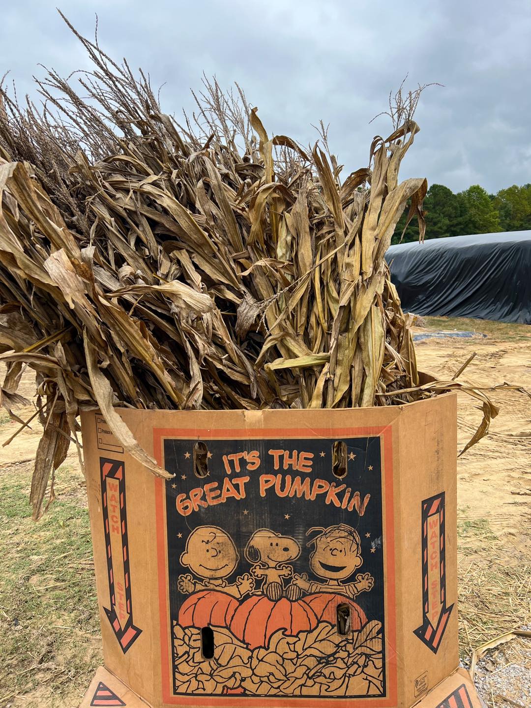 Other North Carolina farm experiences