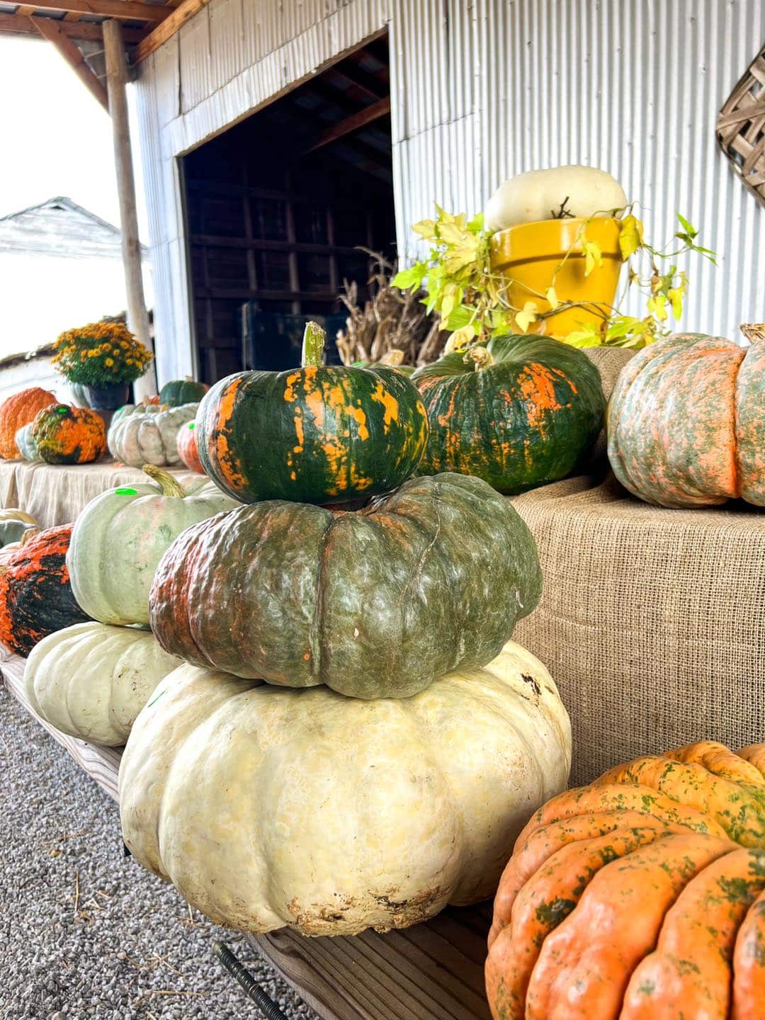 Fall event at Bunn Family Farms