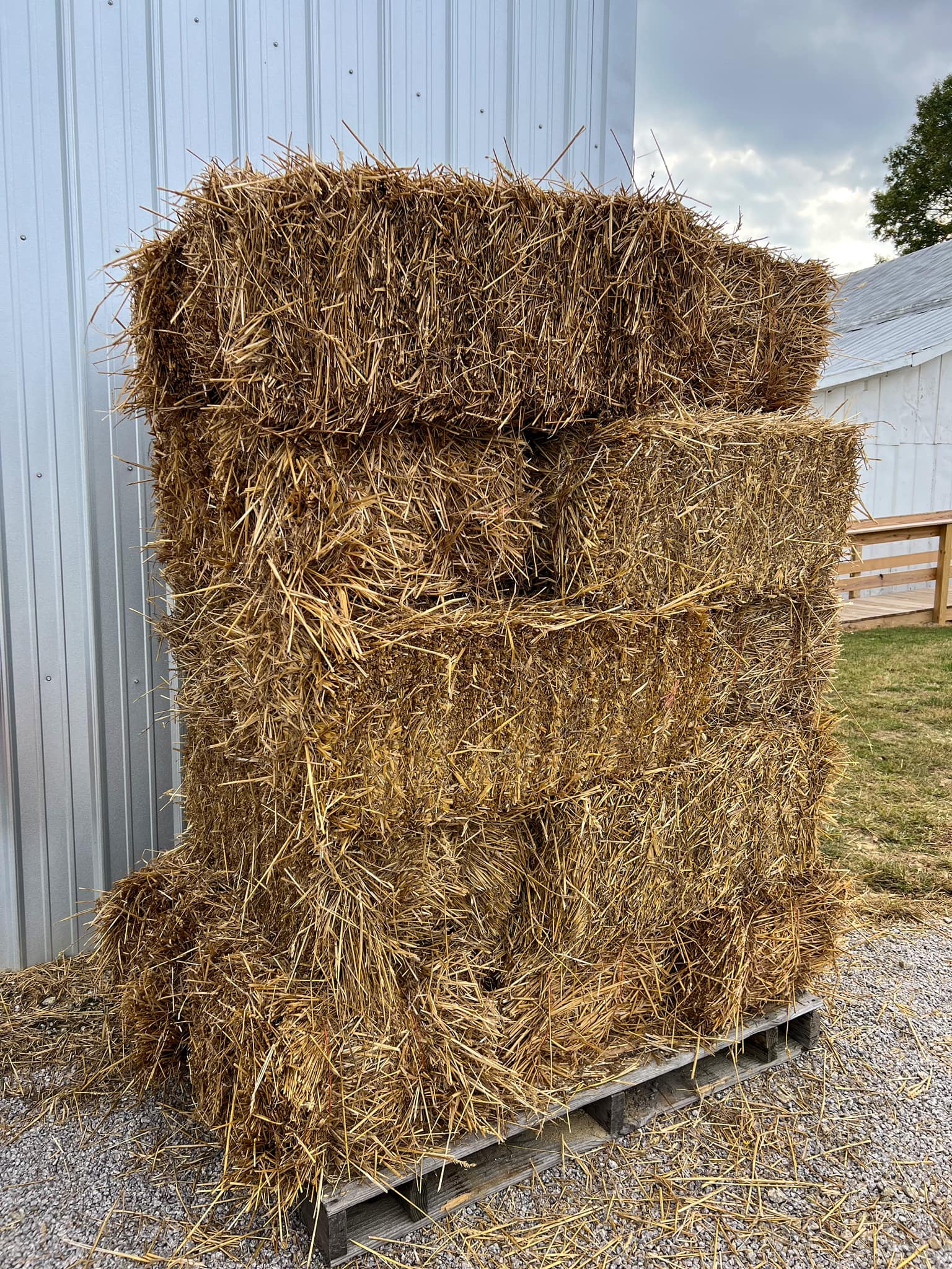 Premium wheat straw bales