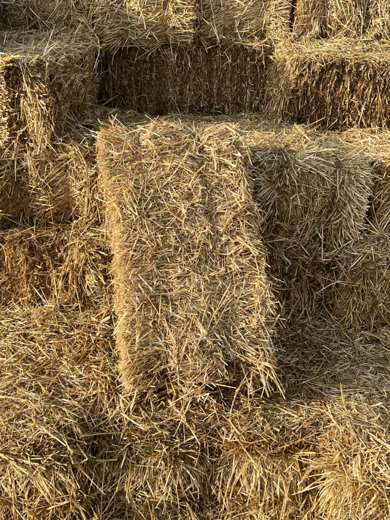 Decorative wheat straw bale set for fall decoration at Bunn Family Farms