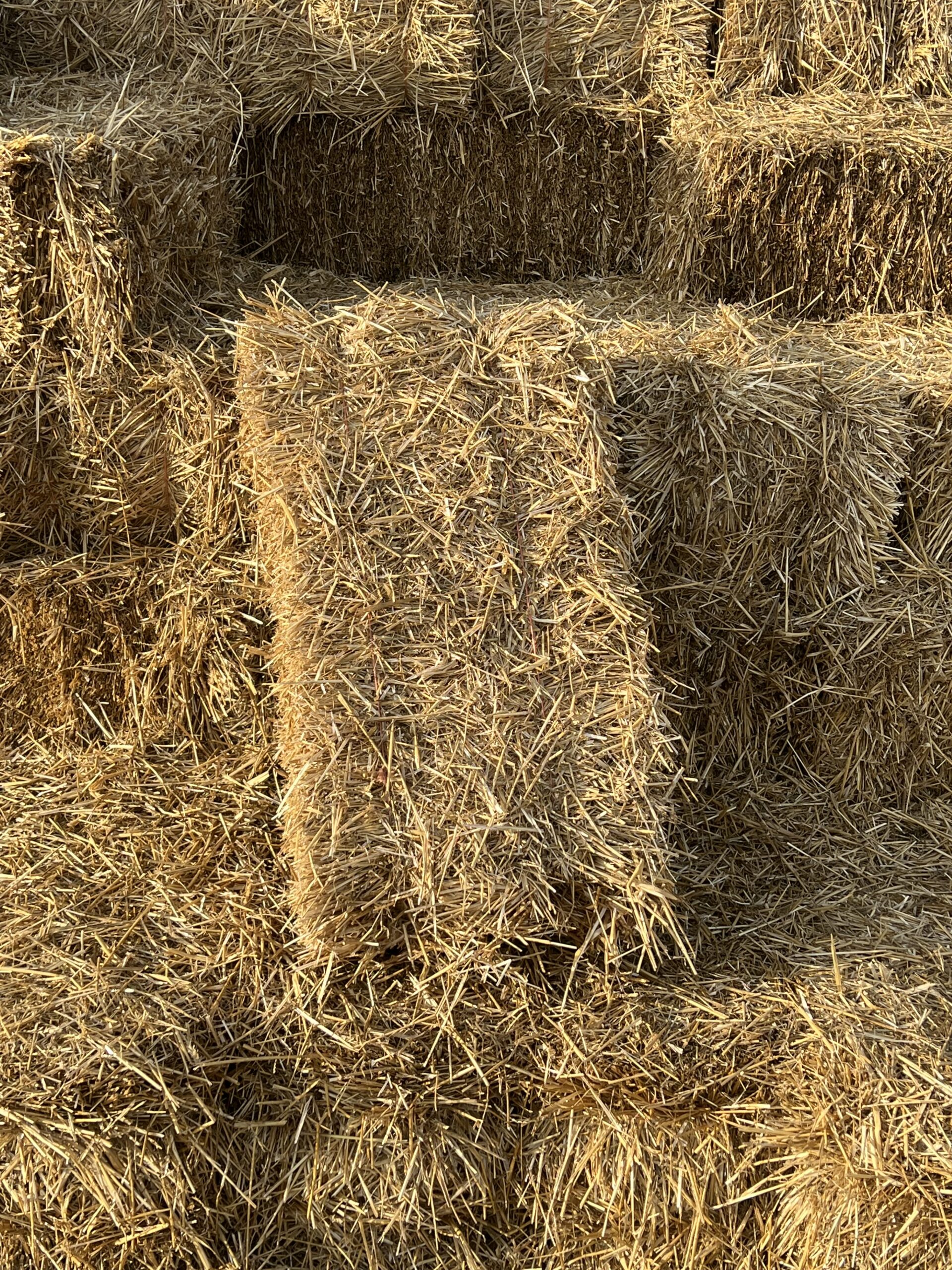 Decorative wheat straw bale set for fall decoration at Bunn Family Farms; Premium wheat straw bales in Spring Hope NC; Wheat Straw for gardens and landscaping NC